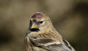 Lesser redpoll