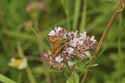 Lulworth Skipper