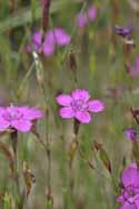 Maiden's pink