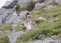 Mountain Hare