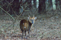 Muntjac