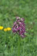 Monkey x Man Orchid