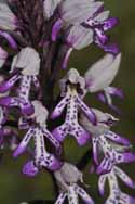 Military Orchid