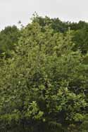 Menai Strait Whitebeam
