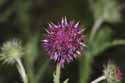 Musk Thistle