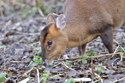 Muntjac