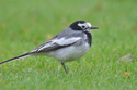 Mashed Wagtail
