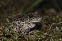 Midwife Toad