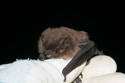 Nathusius' pipistrelle