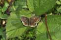 Northern Brown Argus
