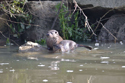 Otter