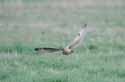 Short Eared Owl