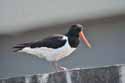 Oystercatcher