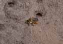 Pantaloon Bee