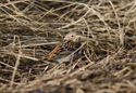 Pine Bunting