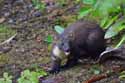 Pine Marten
