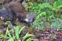 Pine Marten