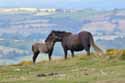 Dartmoor Ponies