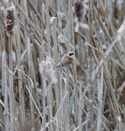 Penduline Tit