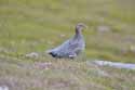 Ptarmigan