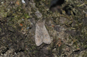 Common Quaker
