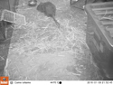 Brown Rats