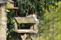 Rat / Squirrel