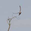 Red Footed Falcon