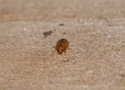 Rhyzobius litura