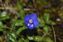 Rock Speedwell