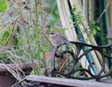 Siberian Accentor