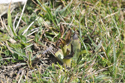 Sawfly Orchid