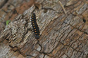 Sawfly Larvae