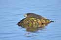 Common Seal