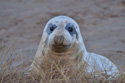 Grey Seal