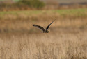 Short Eared owl