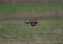 Short Eared Owl