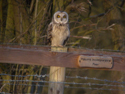 Short Eared Owl