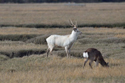 Sika