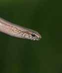 Slow Worm
