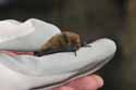 Soprano Pipistrelle