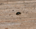 Stethorus punctillum