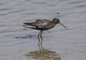 Spotted Redshank