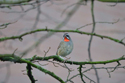 Siberian Rubythroat