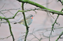 Siberian Rubythroat