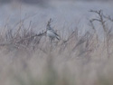 Stejneger's Stonechat