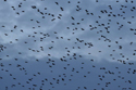 Starlings