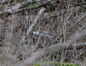 Stoat