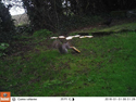 Grey Squirrel