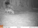 Fox / Muntjac